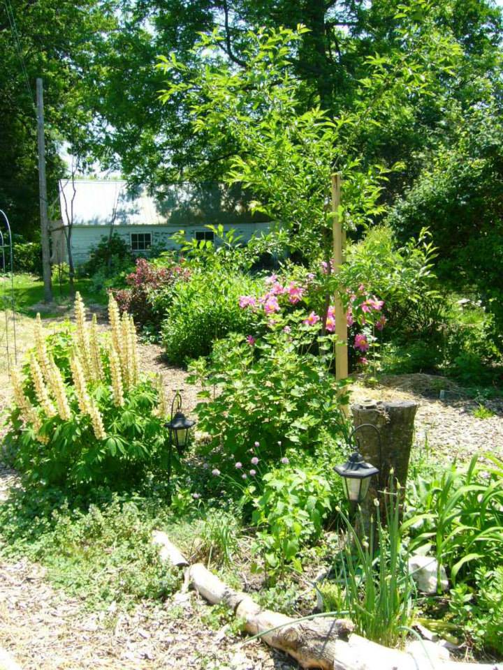 perennial polyculture around a plum tree