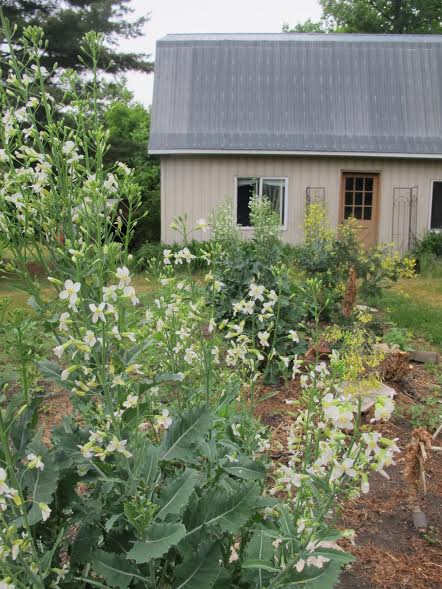 Aster Lane Edibles