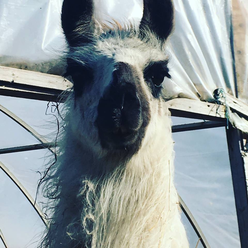 lama