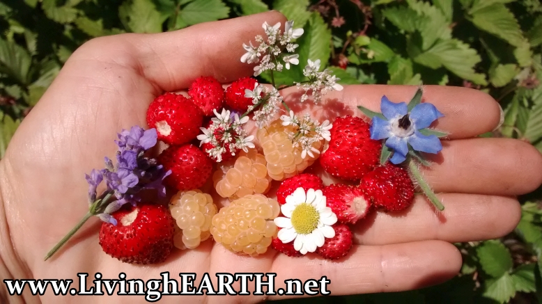fruit and flowers in the palm of my hand