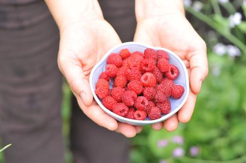 Nanabush food forests
