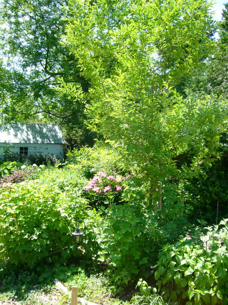 permaculture garden in perth