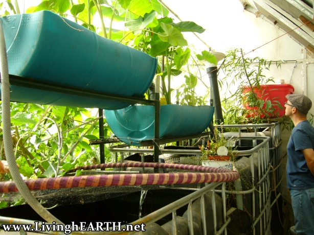greenhouse, aquaponics, Eric Toensmeier, Jonathan Bates