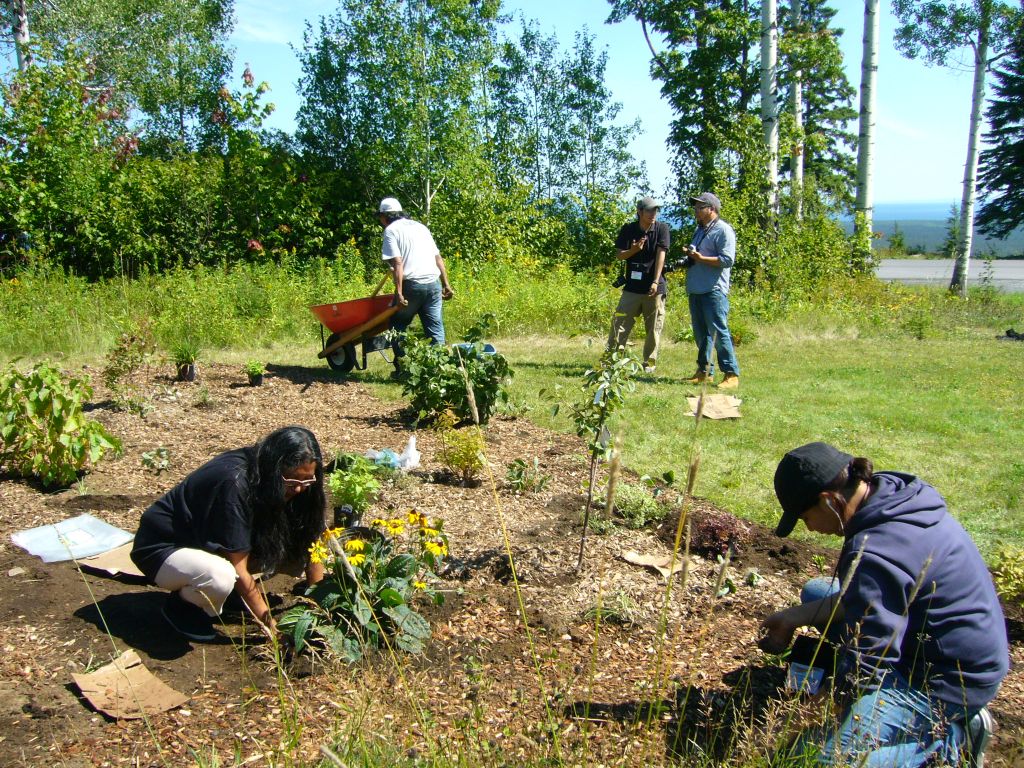 starting an edible forest garden