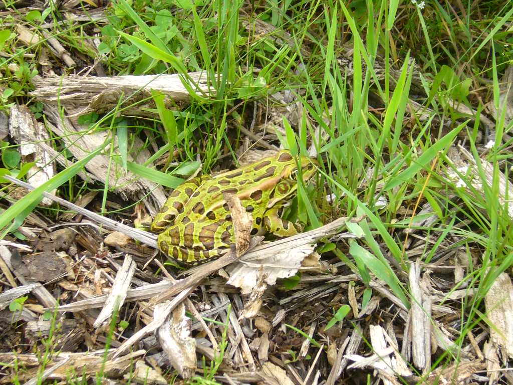 frog in garden