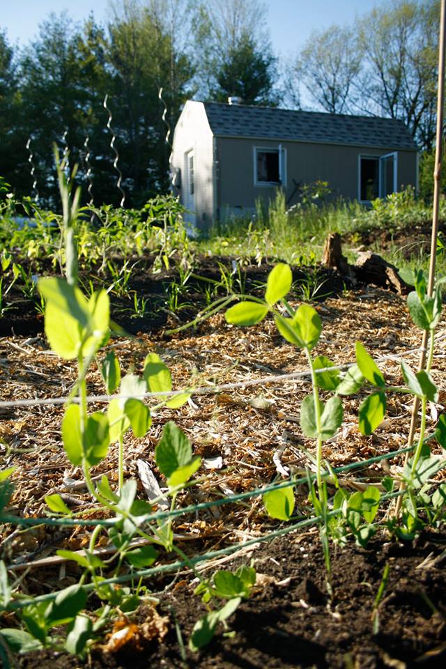 Sundaura Alford-Purvis' garden