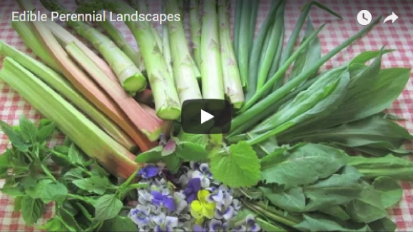 Edible Perennial Landscape video