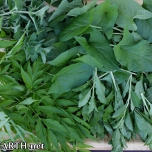 good King Henry, goji greens, Korean celery and oregano