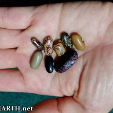 heritage beans