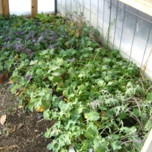 mostly self-seeded kale in the greenhouse